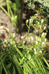 Śniedek baldaszkowaty Ornithogalum umbellatum