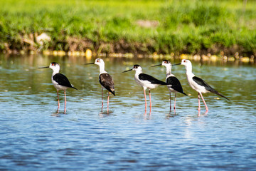 Small bird on a watery surface all looking to the left