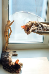 Two cute bengal kittens gold and chorocoal color laying on the cat's window bed and windowsill relaxing.