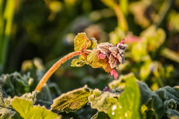 Red dead nettle - Lamium purpureum, covered with morning frost 