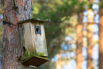 Old birdhouse in the middle of the forest waiting for the birds to come dwell in for the spring and summer season.