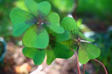 szczawik Deppego Oxalis deppei