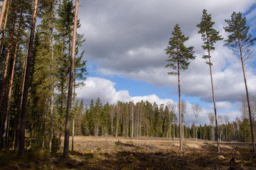 Deforestation. Forestry industry theme. Landscape of pine tree forest.