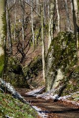 Path thru the forest, BW, Germany, Schwabian alb