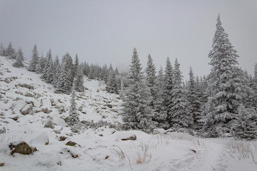 snow covered trees in the forest