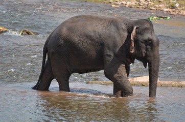 Fototapeta na wymiar Elefant beim Elefanten-Festival in Xayaboury, Laos