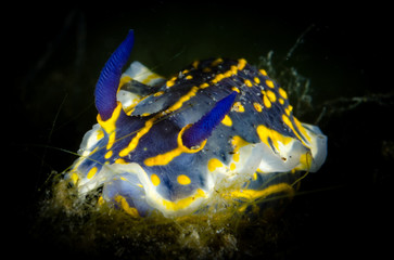 nudibranco mediterraneo lumaca di mare