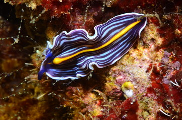 nudibranco mediterraneo lumaca di mare verme