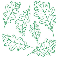 Fototapeta premium Green oak leaves set