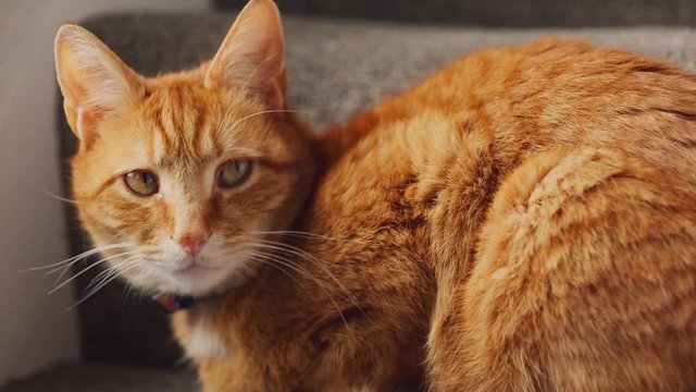 A beautiful ginger tabby tom cat sat on the staircase near a window