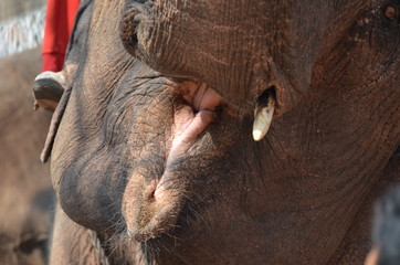 Elefant beim Elefanten-Festival in Xayaboury, Laos
