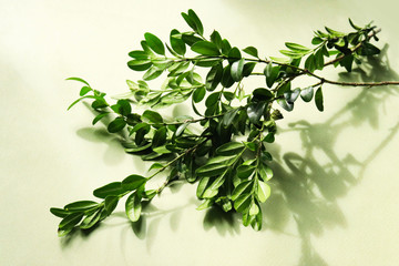 branch with green leaves