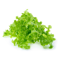 Green oak leaf lettuce isolated on a white background