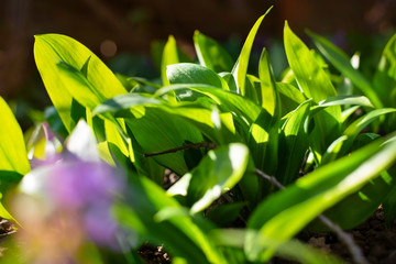 Garlic grass, wild garlic grows beautifully near a house in the forest. The large green leaves of wild garlic are very vitamin and useful during vitamin deficiency