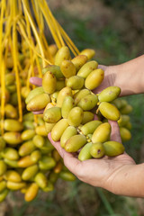 Date palms fruits on a date palms tree. grown in the north of Thailand
