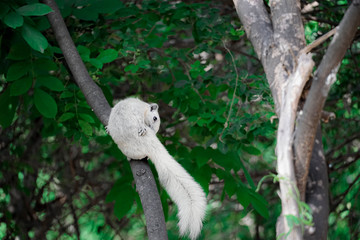 white squirrel clinging to a tree in the city