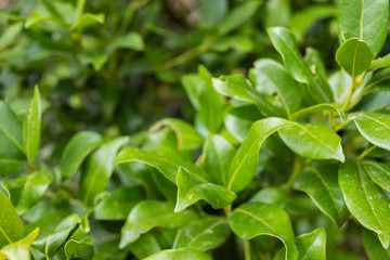 Fototapeta na wymiar Close up of fres laurel leaves. Nature green plant background.