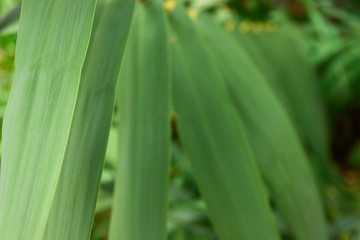 Close up of bright green yellow leaves for texture or background. Abstract nature plant image. Soft focus