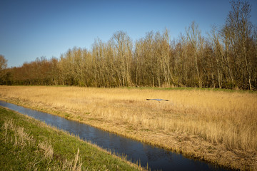  Dutch landscape in Spijkenisse in South Holland, the Netherlands