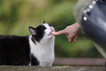 猫と過ごす休日