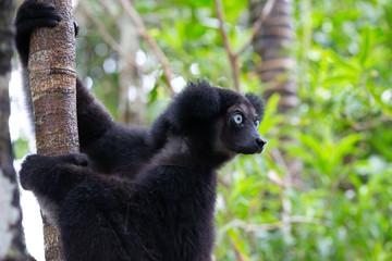 Portrait of the Indri lemurs in a rainforest in Madagascar