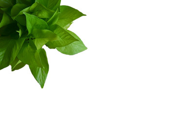 green leafs and isolated withe back ground clipping path