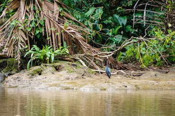 Little blue heron looking from the bank of a river
