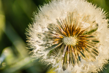 White dandelion flower covered with morning frost 