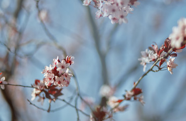 pink cherry blossom in spring