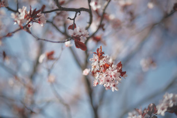 pink cherry blossom in spring