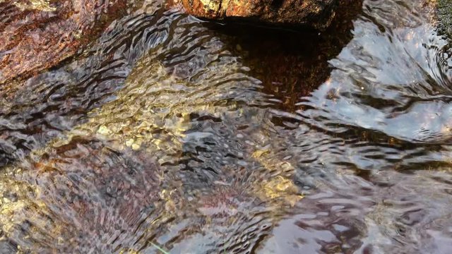 桜の花びらを浮かべて流れる綺麗な小川のクローズアップ  音声あり