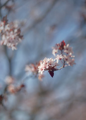 pink cherry blossom in spring