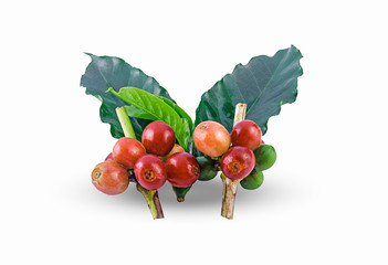 fresh coffee beans isolated on a white background