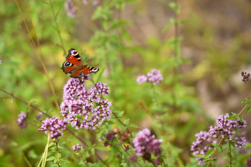A large red butterfly sits on wildflowers. Close-up