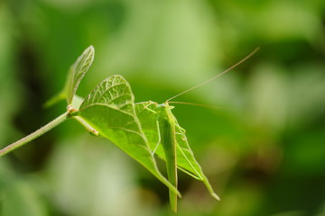 grasshopper sitting on green leaf of beans