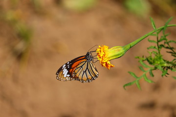 Fototapeta na wymiar monarch butterfly feeding juice of yellow marigold flower