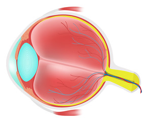 Anatomy of the Human Eye.