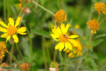 honey bee collecting yellow pollen on wild flowers