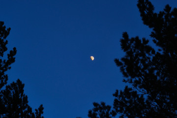 Moon on a blue twilight sky background with trees in the foreground