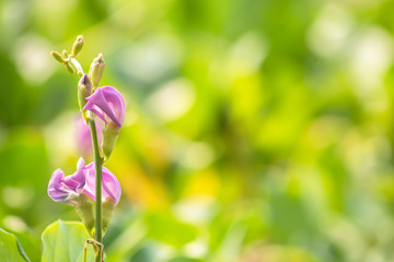 Pink flowers blossoming of Ipomoea pes-caprae Background blurry  of green leaves.
