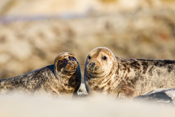 Kegelrobbe (Halichoerus grypus) auf Helgoland
