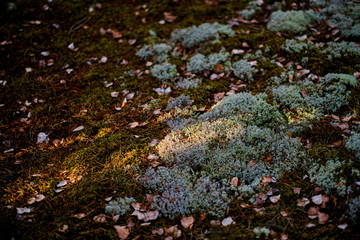 Moss on the ground with a beam of beautiful warm light