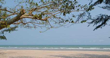 Tropical ocean beach and tree