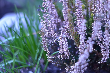 violet heather in a garden