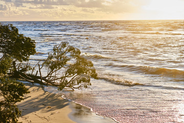 Tree fallen into sea with sunset sky background 