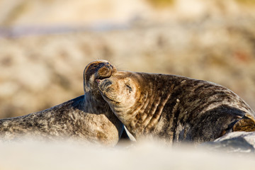 Kegelrobbe (Halichoerus grypus) auf Helgoland, Deutschland