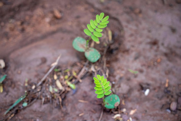 Albizia saplings