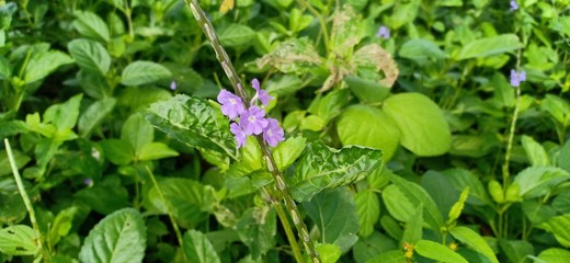 purple flower petals that grow near the river