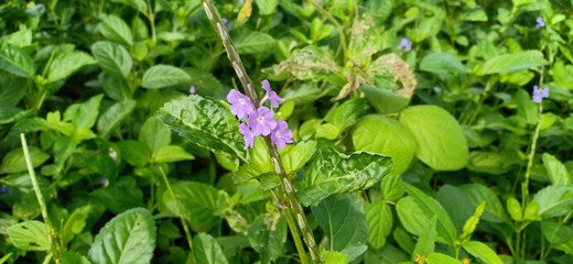 purple flower petals that grow near the river