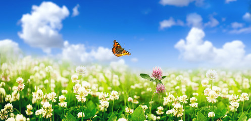 Beautiful natural summer spring panoramic scenery with clover flowers in a meadow and a fluttering butterfly against a blue sky with white clouds. Bright expressive artistic image of summer nature. © Laura Pashkevich